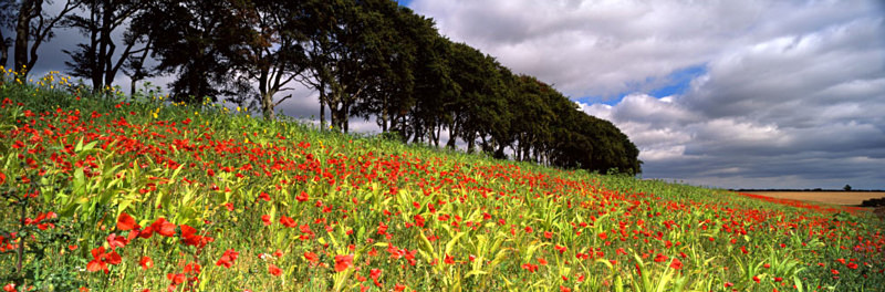 Colour on the Wolds, Fairy Dale - East Yorkshire