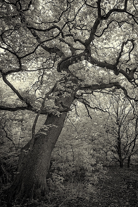 Meandering - Infra Red