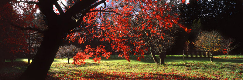 Luminous Acer, Thorp Perrow - Yorkshire Dales