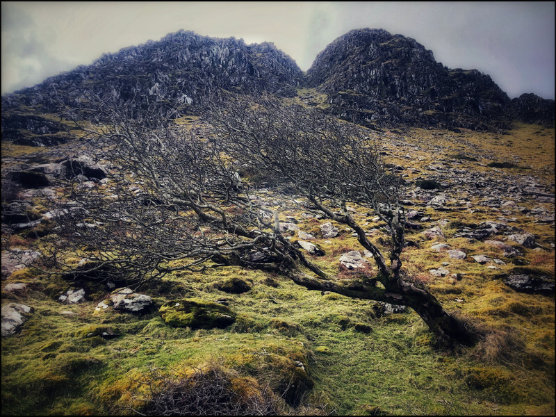Windswept - iPhone Photos