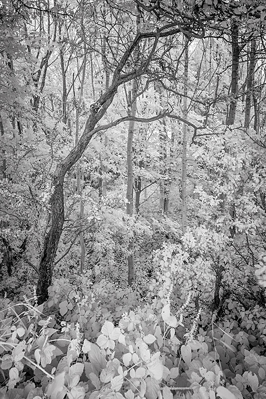 Surrounded - Infra Red