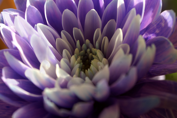 Flowers Set 1 - 04 - Flowers 01