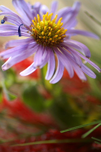 Flowers Set 10 - 13 - Flowers 10