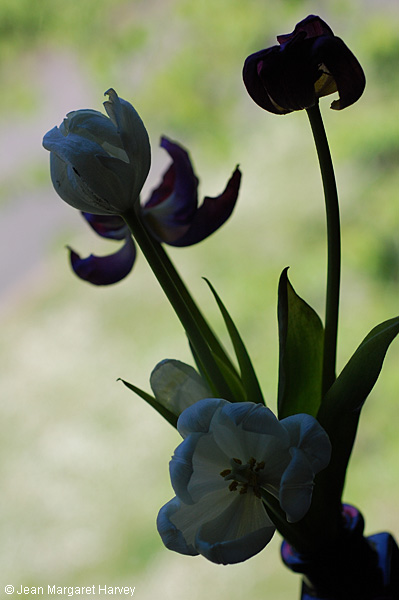 Flowers 17 - 31 - Flowers 17