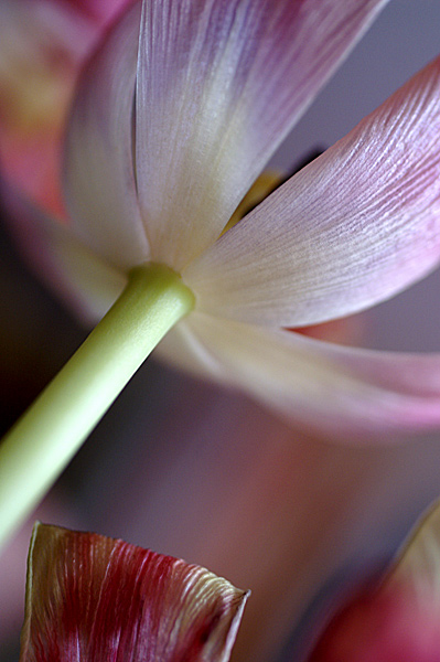 Flowers Set 13 - 17 - Flowers 13