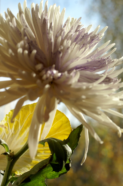 Flowers Set 2 - 01 - Flowers 02