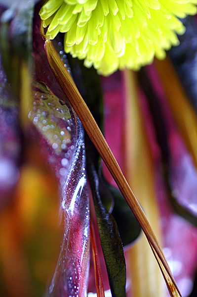Flowers Set 12 - 16 - Flowers 12