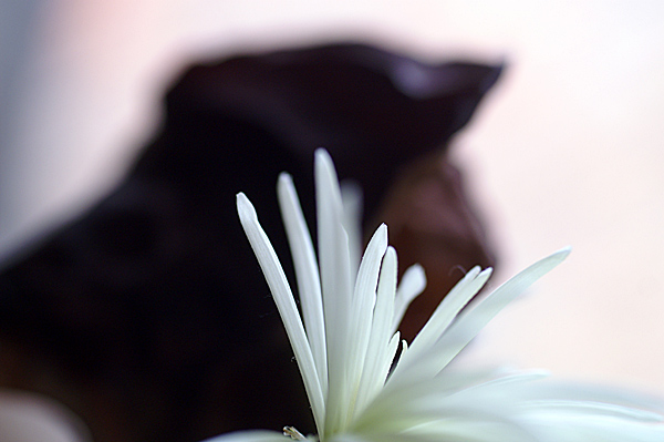 Flowers Set 11 - 29 - Flowers 11