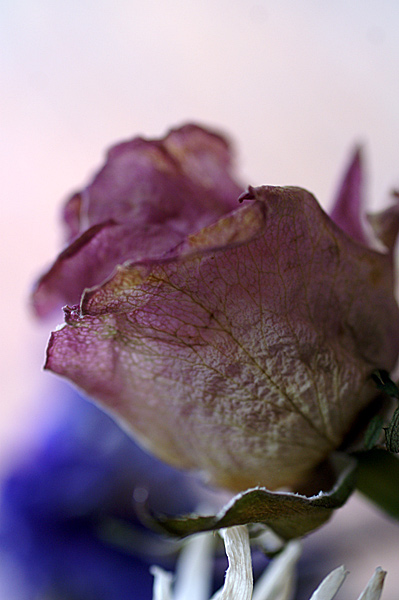 Flowers Set 11 - 28 - Flowers 11