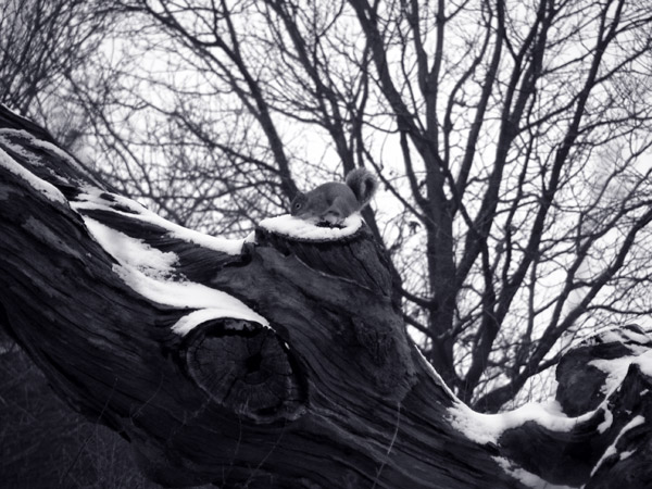 - Winter - tinted