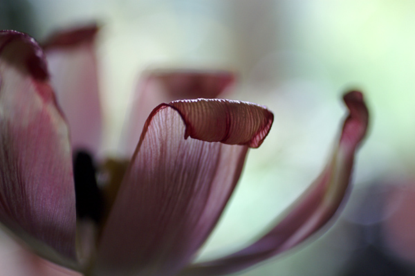 Flowers Set 13 - 13 - Flowers 13