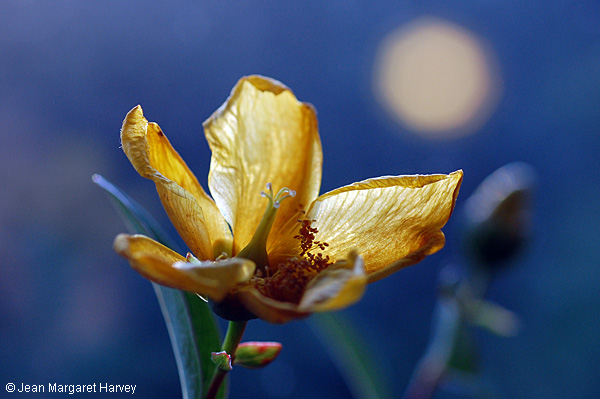 Flowers 17 - 13 - Flowers 17