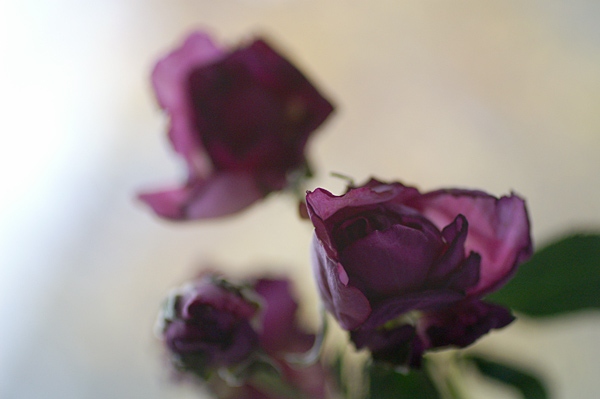 2007 - XXXVIII - 2007