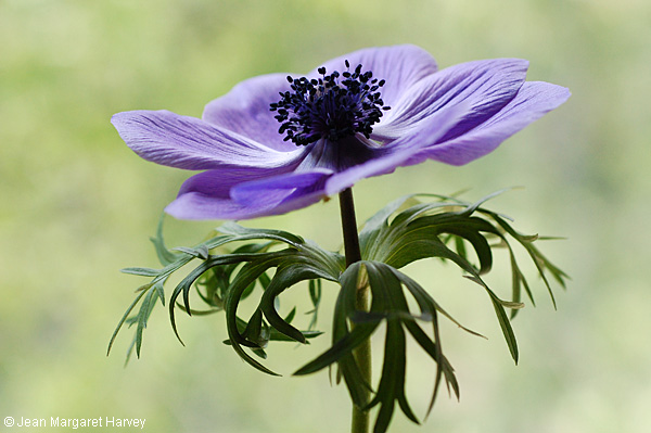 Flowers 17 - 01 - Flowers 17