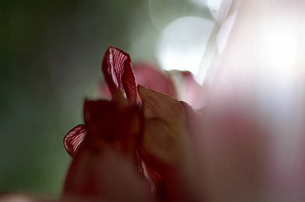 Flowers Set 13 - 21 - Flowers 13