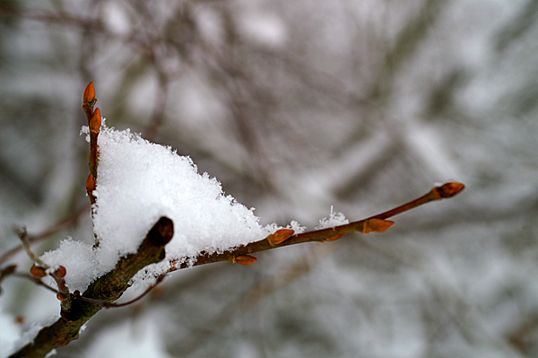 Snow - 31 - Snow