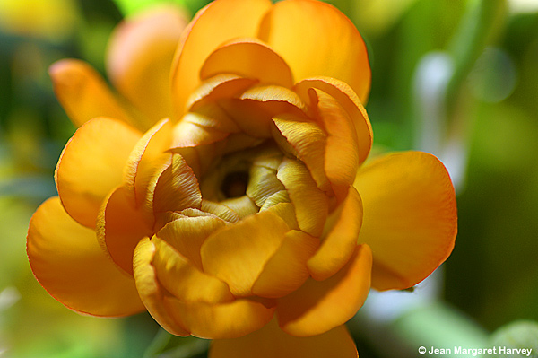 Flowers 16 - 08 - Flowers 16