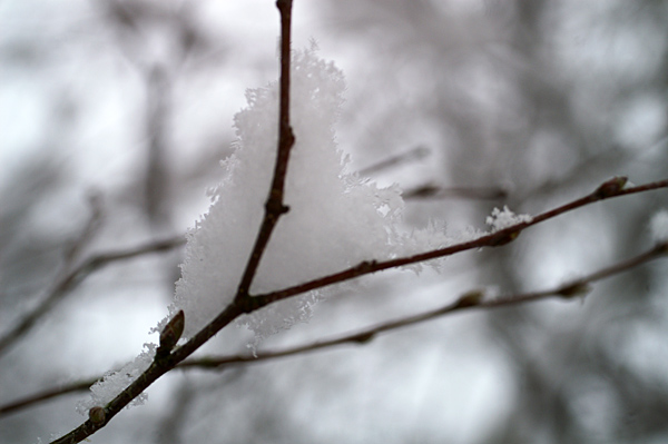 Snow - 18 - Snow