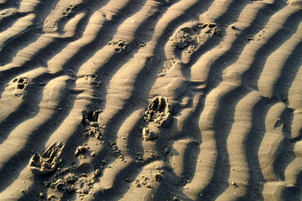 West Wittering - 26 - West Wittering