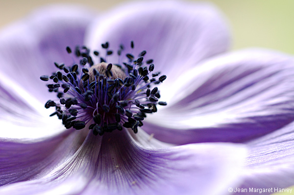 Flowers 17 - 02 - Flowers 17