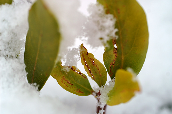 Snow - 06 - Snow