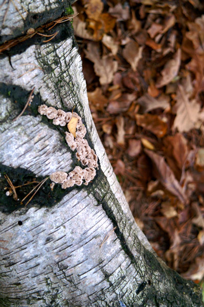 Buchan Park 2 - 09 - Buchan Park 2