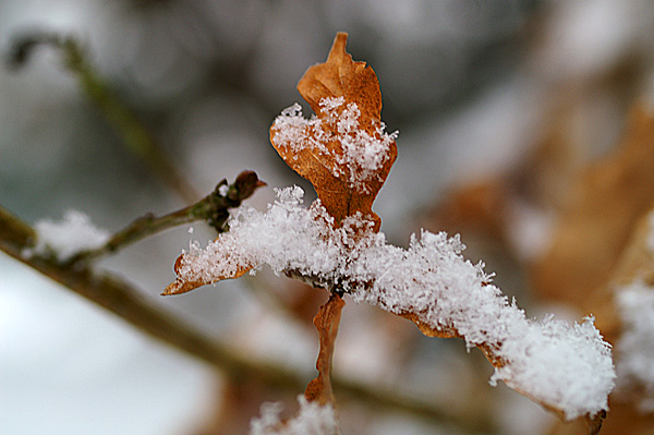 Snow - 01 - Snow