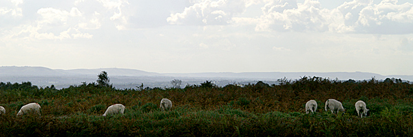 Ashdown Forest 14 - Ashdown Forest