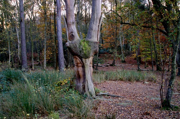 Buchan Park 2 - 11 - Buchan Park 2