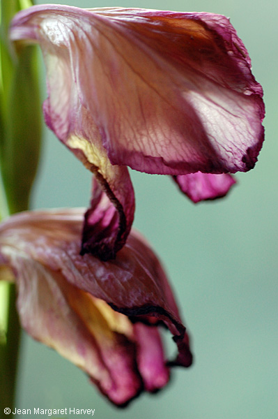 Flowers 17 - 21 - Flowers 17