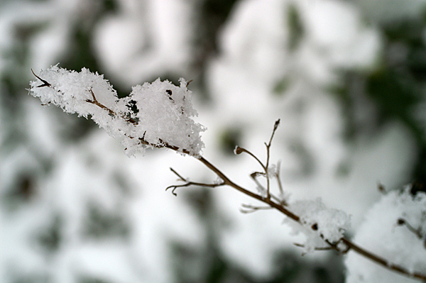 Snow - 26 - Snow
