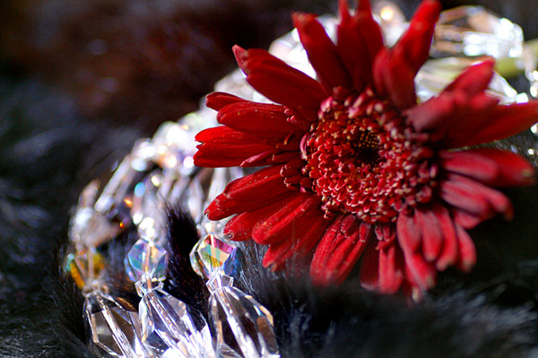 Flowers Set 08 - 22 - Flowers 08