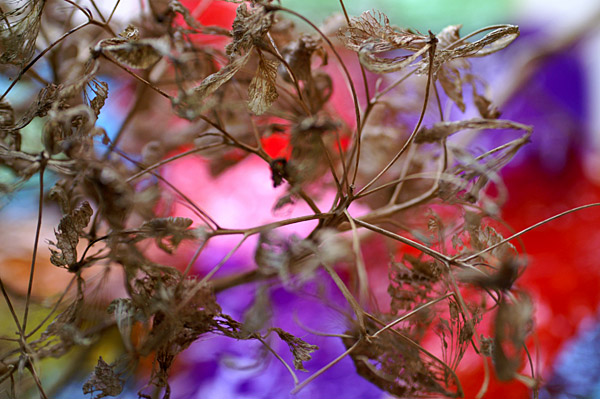 Flowers Set 14 - 09 - Flowers 14