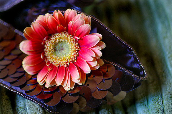 Flowers Set 08 - 19 - Flowers 08