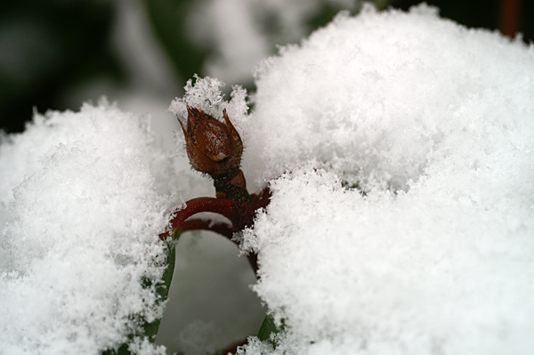 Snow - 07 - Snow