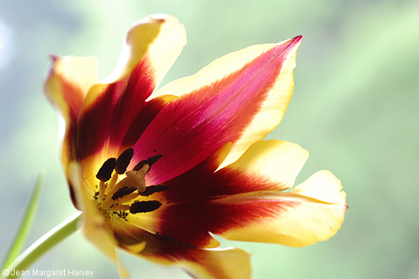 Flowers 17 - 23 - Flowers 17