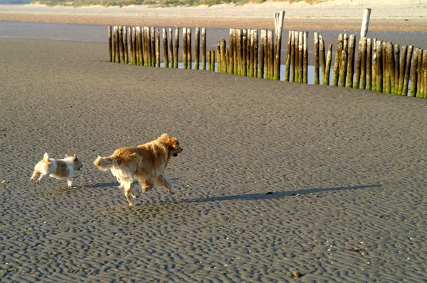 West Wittering - 14 - West Wittering