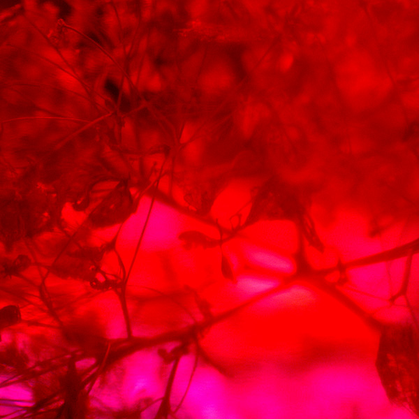 Flowers Set 14 - 12 - Flowers 14