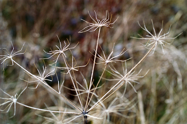 Pagham & Selsey - 41 - Pagham & Selsey