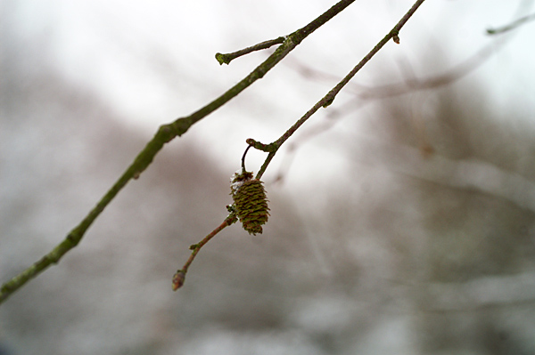 Snow - 04 - Snow