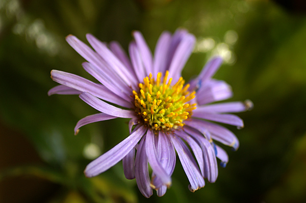 Flowers Set 10 - 05 - Flowers 10