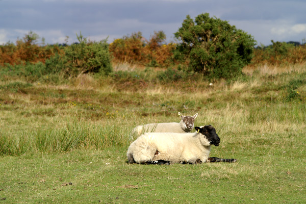 Ashdown Forest 04 - Ashdown Forest