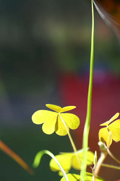 Flowers 15 - 14 - Flowers 15