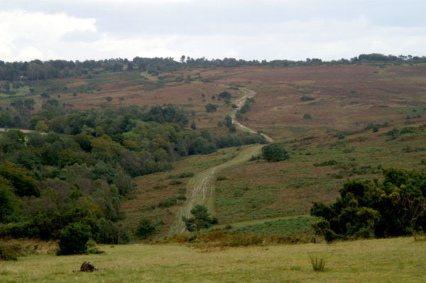 Ashdown Forest 13 - Ashdown Forest