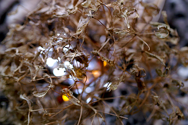 Flowers Set 14 - 18 - Flowers 14