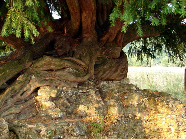 Waverley Set 1 - 39 - Waverley Abbey