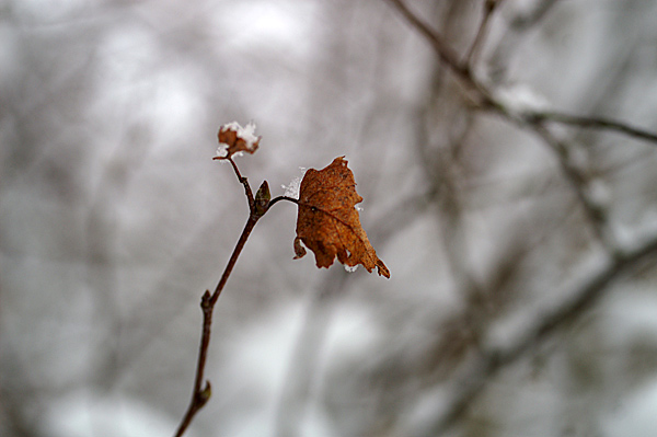 Snow - 16 - Snow