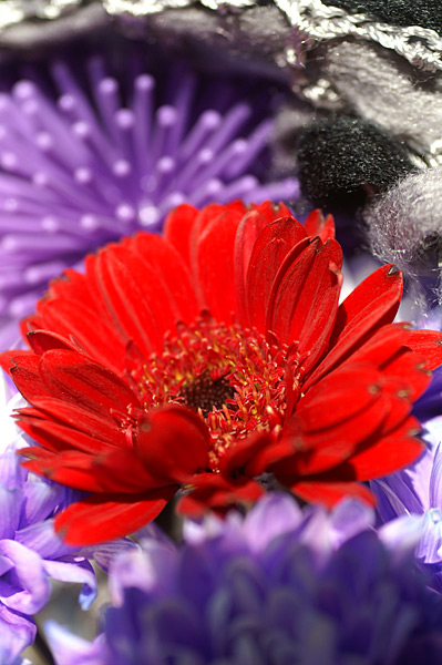 Flowers Set 06 - 16 - Flowers 06