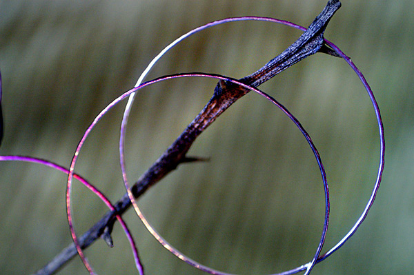 Flowers Set 08 - 36 - Flowers 08
