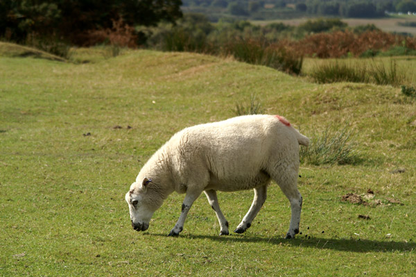 Ashdown Forest 06 - Ashdown Forest